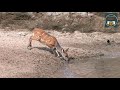 Lucky Deer Just Escapes from Crocodile. #NatureAndHeritage🐯 |Deer VS Crocodile||Wild Life & Animals|