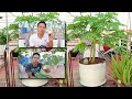 Easy Grow Papaya in Container From Seeds | Grow From Papaya | Part 1