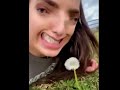 Oh look a dandelion meme