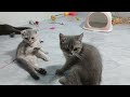 I would die laughing for these FUNNIEST Cats 😺🐶 Funniest Cat Reaction 😹Part 12