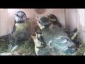 Aus dem Familienleben der Blaumeisen (Parus Caeruleus)