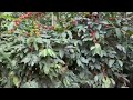 CHANDRAGIRI coffee plants yield and spacing.
