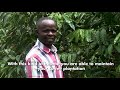 Coffee growing in Uganda: what you need to know a bout coffee growing