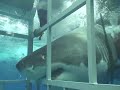 Swimming With A Great White Shark In Guadalupe, Mexico