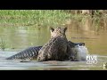 Jaguar Drowns Crocodile in Brazil