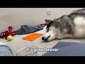 Entertaining A LAZY Husky While Electrician Works!