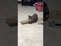 Alice , My cat , loves catnip