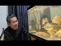 【部屋の真ん中に巨大なコイが泳ぐ】熱帯魚をこよなく愛する大阪のANchanBKKさんの水槽部屋へ潜入！
