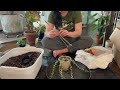 REPOT WITH ME | Philodendron Strawberry shake, Ficus, Dischidia, Peperomia, Staghorn Fern and more.