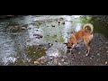 Dog finds something very spooky in Hulmes woods nature reserve Denton 😳