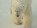 Witnessing the Power and Beauty of Polar Bears | Our World