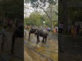 Many people had come to witness this spectacle of elephants in the city!