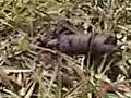 dung beetle - 5-24-09.3GP