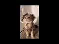 Cute Cat Cash's meow talk COMPILATION 01 | meow__cash