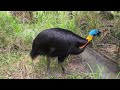 Visiting with a Northern Cassowary!