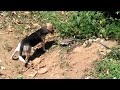 Cachorro caçando teiu (lagarto) - Dog hunting in the bush