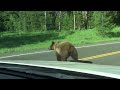 Yellowstone Grizzly Bear - 