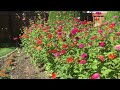 Zinnias of Summer