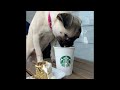 Funniest Animals 2024 😂 Best Funny Cats and Dogs 😻🐶 Part 19 | Cute Baby Dogs
