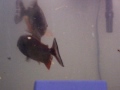 my piranhas acting wierd are they challenging eachother