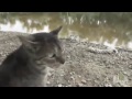 HOUSE CAT vs ALLIGATOR #shorts