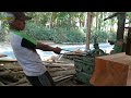 Sawmill Operation | Milling Massive Mahogany Wood