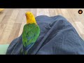 White Bellied Caique Parrot Talking & Playing | Cute Parrots | Funny Parrots