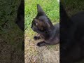 * 1 minute * The neighbours cat is near me