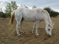 Problème de santé du cheval : raideur des postérieurs après s'être relevé
