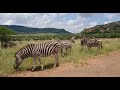 Tiger mating extremely rare moment captured in 4K - The Wildlife Explorer