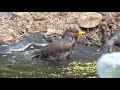 Blackbirds Bathing in the Garden