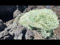 Invasive Species Removal (Roi) and (bonus) land net removal! #hawaii #oceancleanup #scubadiving