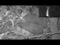 WBSE 2015 - Mum lays her first egg.