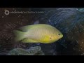 Australia's Great Barrier Reef | beautiful underwater nature | Scuba Diving the Ribbon Reefs HD