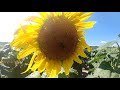 Sunflower Field at Missouri Bottoms Conservation Area near St. Louis MO