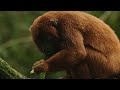 Uncharted - The Beautiful World of the Amazon | Free Documentary Nature