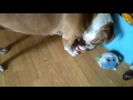 Playing with Brownie and her de-stuffed monkey!