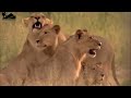 True Battle Of Wild Dogs And Lions | Cheetah vs Impala, Lion, Discovery Wild Animal Fights