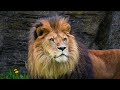 4k HDR Zoo Wuppertal Relaxing Film