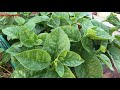 Compare planting of Malabar Spinach with Seeds and Stems for the best way.