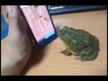 frog and ıphone - The Bad Final