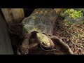 My Redfoot Tort's, Bubbles & Shelly