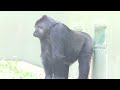 Silverbacks repeatedly appeal to female gorilla.｜Shabani Group