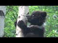 Медвежья овсянка (младшая группа)/Bear oatmeal (younger group)
