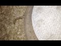 Odd moving inch worm