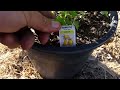 How To Hügelkultur AMAZING Grow Method For Raised Beds Vegetable Gardens - Organic & Cheap