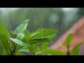 Rain on Leaves