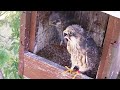 #91🦅Red-footed Falcon Nest❶／LIVE Red-footed Falcon Nest Cam #1 (Polgár, Hungary)