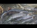 鮭の遡上in木戸川（２００７年）