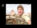 Steve Irwin's Unbelievable Encounter with Nile Crocodiles | Crocodile Hunter | Animal Planet
